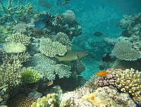 $field.value